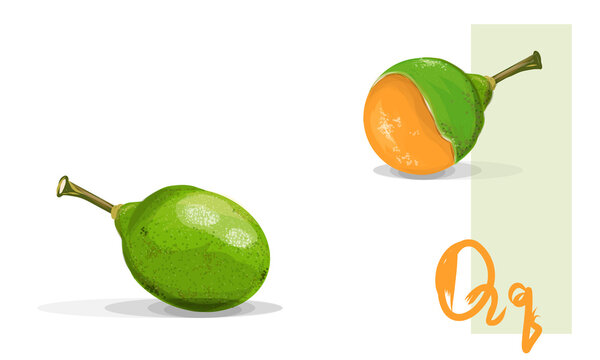 Quenepa isolated tropical fruit or Melicoccus bijugatus. Realistic vector art. Fruits family Sapindaceae,  across the New World tropics including South and Central America, Caribbean. 