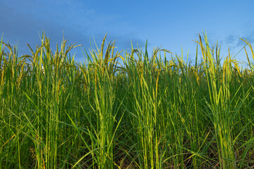 Close-up of the rice ears. rice ears with blue sky and clouds background.