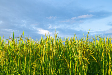 Close-up of the rice ears. rice ears with blue sky and clouds background.
