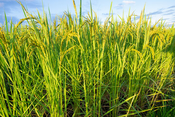 Close-up of the rice ears. rice ears with blue sky and clouds background.