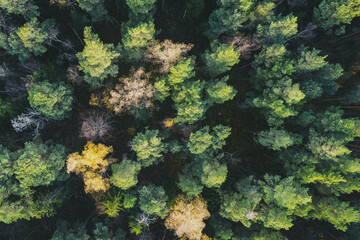 Fototapeta na wymiar Directly above aerial drone full frame shot of green emerald pine forests and yellow foliage groves with beautiful texture of treetops. Beautiful fall season scenery. Mountains in autumn golden colors
