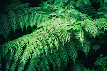 Green fern leaves in a forest
