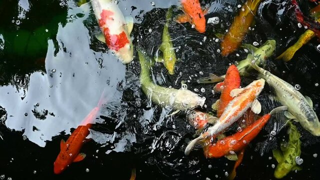 Slow motion of Koi fish or carp fish swimming in pond. It golden red orange and yellow of body koi fish. The surface ripples while the carp fish swim in the pond.