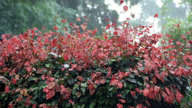 strong rain on beech hedge Fagus sylvatica 
