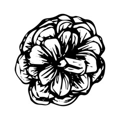 Pine cone top view, sketch, black outline isolated on white background, stock illustration for design and decor