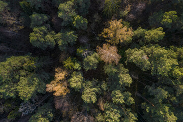 Naklejka na ściany i meble Directly above aerial drone full frame shot of green emerald pine forests and yellow foliage groves with beautiful texture of treetops. Beautiful fall season scenery. Mountains in autumn golden colors