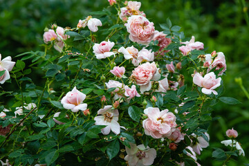 Rose flowers and  buds on a blurred green background