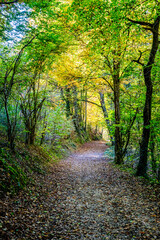 Chemin de randonnée dans une forêt du Bugey