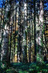 Dans une forêt de conifères du Bugey