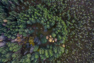 Directly above aerial drone full frame shot of green emerald pine forests and yellow foliage groves with beautiful texture of treetops. Beautiful fall season scenery. Mountains in autumn golden colors
