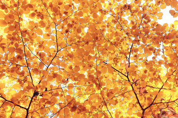 orange fall falling leaves autumn background yellow branches maple