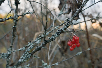 red berries on a branch in the moss forest