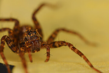 spider jumper macro, arachnophobia, beautiful jumping spider, poisonous spider