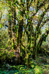 Fototapeta na wymiar Dans une forêt du Bugey