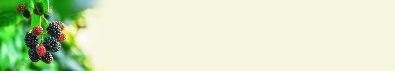 Blackberries grow in the garden. Selective focus.