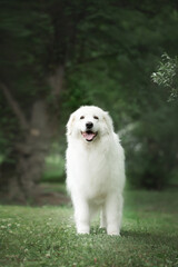 Beautiful maremma sheepdog. Big white fluffy dog breed maremmano abruzzese shepherd standing in the forest in summer