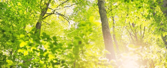 Panoramic view of the green summer beech forest. Sunlight through the mighty trees. Environmental conservation, ecology, pure nature, ecotourism. Idyllic landscape