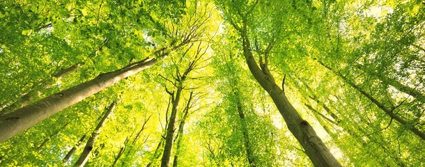 Panoramic view of the green summer beech forest. Sunlight through the mighty trees. Environmental...