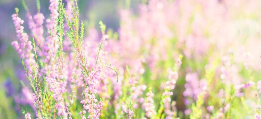 Forest floor of blooming pink and purple heather flowers and a spider web, close-up. Northern...