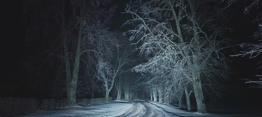 Majestic snow-covered forest in a fog at night. Panoramic winter landscape. Tree silhouettes in the dark. Silence, mystery, gothic concepts - 464842507