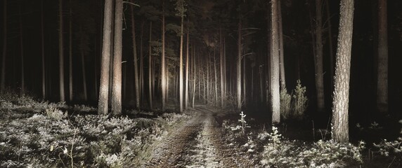 Majestic snow-covered forest in a fog at night. Panoramic winter landscape. Tree silhouettes in the...