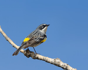 A yellow-rumped warbler (Setophaga coronata) perches on a beautiful spring day