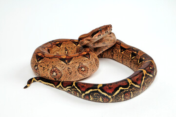 Red-tailed boa // Abgottschlange (Boa constrictor)