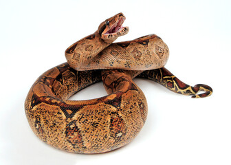 Red-tailed boa // Abgottschlange (Boa constrictor)