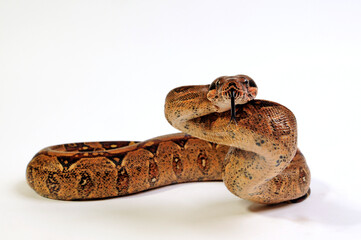 Red-tailed boa // Abgottschlange (Boa constrictor)