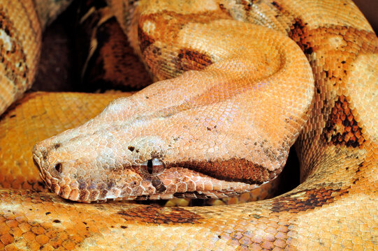 Red-tailed boa // Abgottschlange (Boa constrictor)