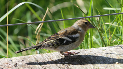 Chaffinch sitting on a fence UK