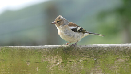 Chaffinch sitting on a fence UK