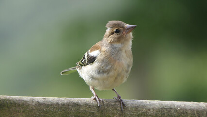 Chaffinch sitting on a fence UK