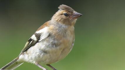 Chaffinch sitting on a fence UK