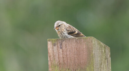 Lesser Redpoll feeding from a Feeder at bird table in UK