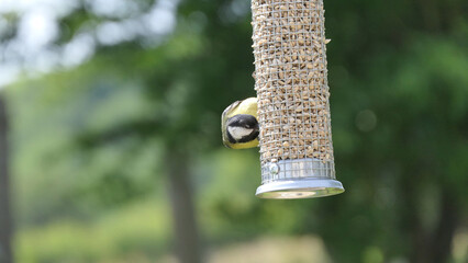 Great Tit feeding from a bird table in UK