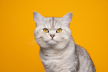 beautiful silver tabby shaded british shorthair cat looking at camera portrait on yellow background with copy space