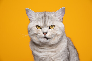 funny silver tabby british shorthair cat looking displeased and angry on yellow background