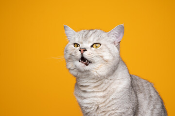 displeased silver tabby british shorthair cat meowing making funny face on yellow background with copy space