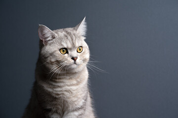 Obraz premium silver tabby british shorthait cat looking to the side on gray background with copy space