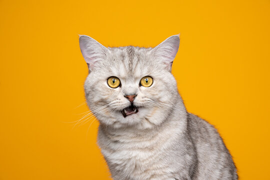 angry british shorthair cat making funny face with mouth open, Stock image