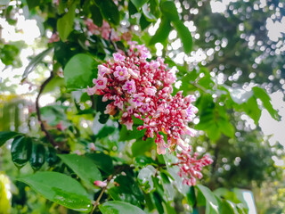 Carambola, also known as star fruit or 5 fingers, is the fruit of Averrhoa carambola, a species of tree native to tropical Southeast Asia.