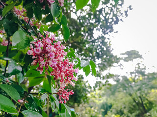 Carambola, also known as star fruit or 5 fingers, is the fruit of Averrhoa carambola, a species of tree native to tropical Southeast Asia.