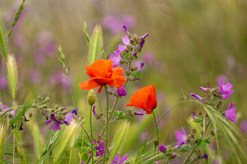 les fleurs