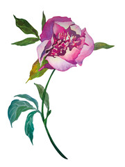 Watercolour with peonies. Hand-drawn botanical illustration for design. Detailed realistic peony for printed products. Vintage floral elements with peony flowers isolated on a white background