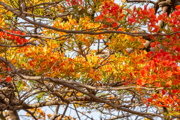 Multicolored typical flamboyant tree with many colorful and intense flowers in scarlet and orange flamboyant selective focus