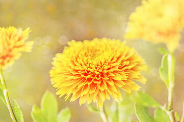 Lots of yellow chrysanthemums, bouquet. Side view