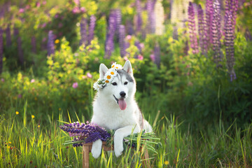 grey and white dog breed siberian husky wearing the flowers wreath and standing on the stool in...