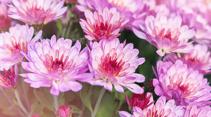 Obraz premium Bush of pink chrysanthemums, selective focus. Autumn background