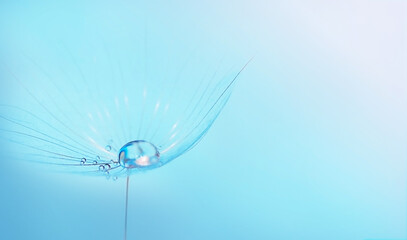 Beautiful water drop on a dandelion seed macro in nature.